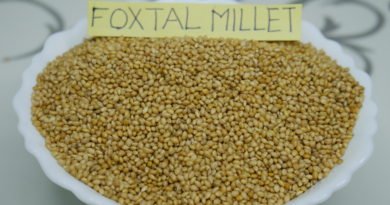 Foxtail-Millet