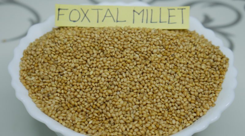 Foxtail-Millet