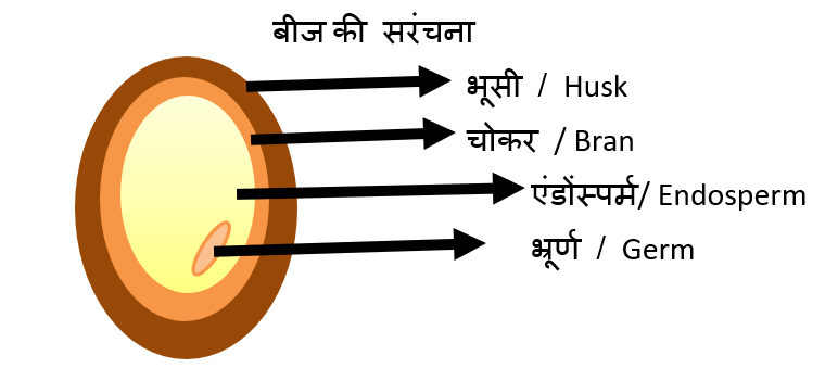 seed structure 