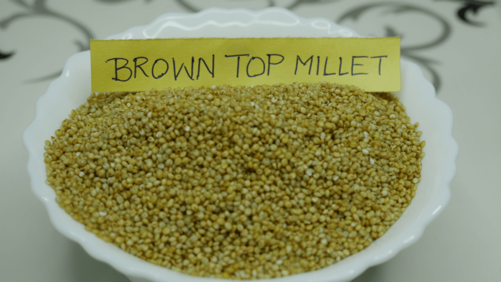 seed of brown top millet