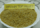 seed of brown top millet