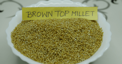 seed of brown top millet