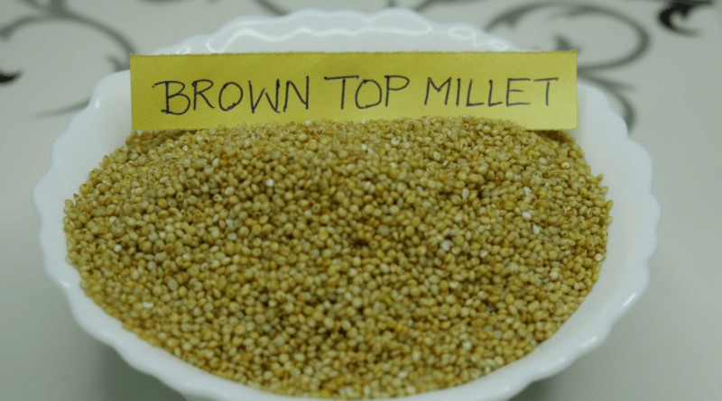 seed of brown top millet