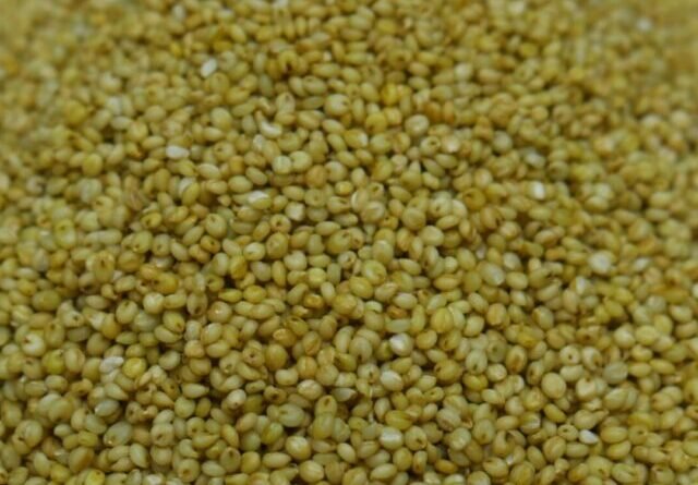 Brown Top Millet (2)