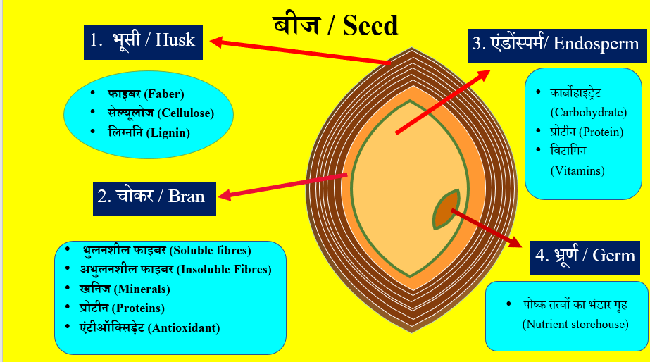 basic knowledge of seed parts